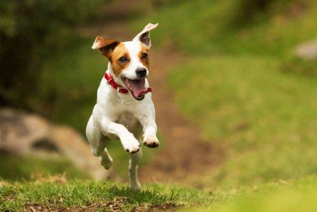 koşan küçük köpek