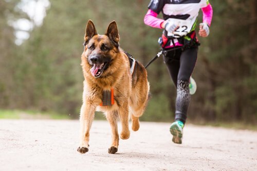 koşan köpek ve sahibi