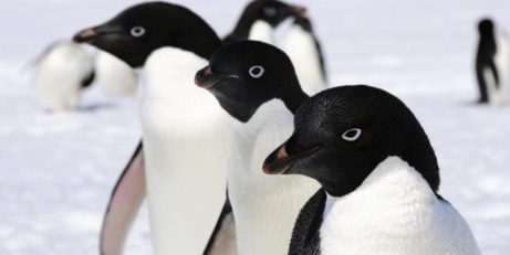 kutuplarda penguenler