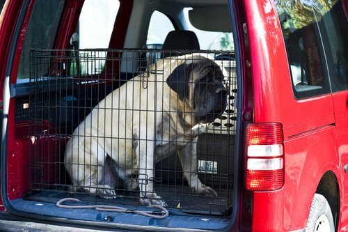 arabada kafeste köpek