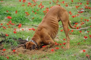 Köpeğiniz Bahçeyi Kazıyorsa Ne Yapmak Gerekir?