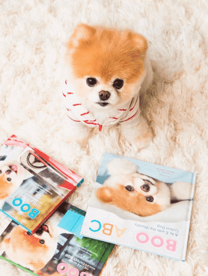 instagram köpek hesapları