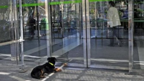 hastanede sahibini bekleyen köpek