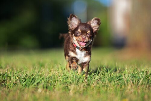 çimlerde koşan küçük köpek