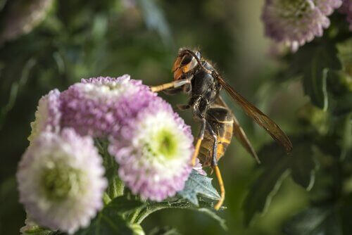 çiçeğe konmuş eşek arısı 