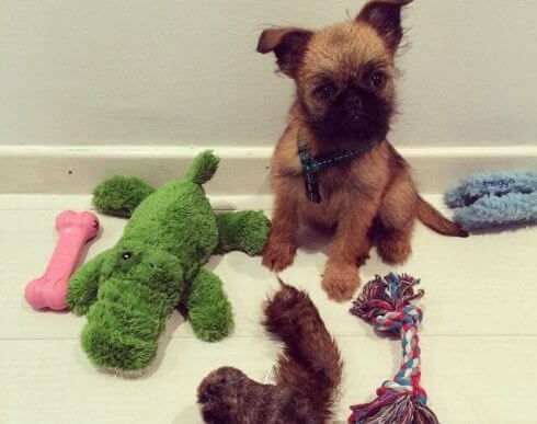 oyuncaklar ve köpek