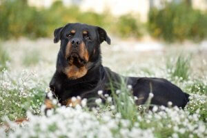 Tehlikeli Köpek Cinsleri: Kimi Irklar Daha Saldırgan Olabilir Mi?