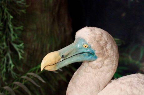dodo kuşu