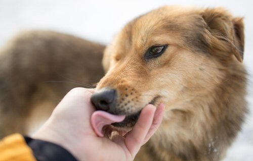 eli yalayan köpek