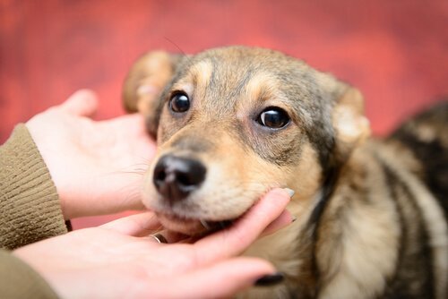 endişeli bir biçimde bakan köpek
