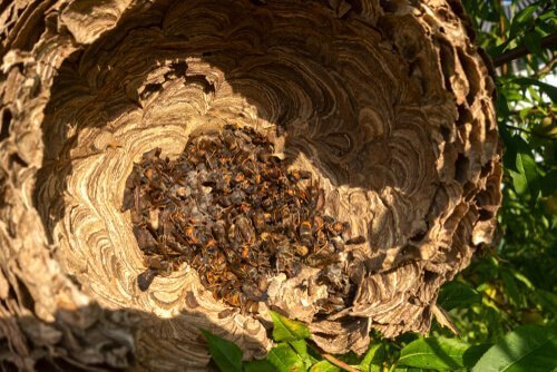 Japon eşek arısının yuvası
