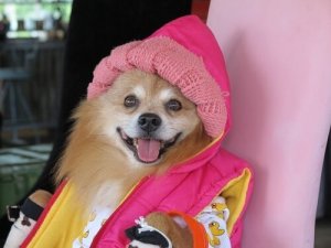 Evcil Hayvanınızı İnsanlaştırmanın Sonucu