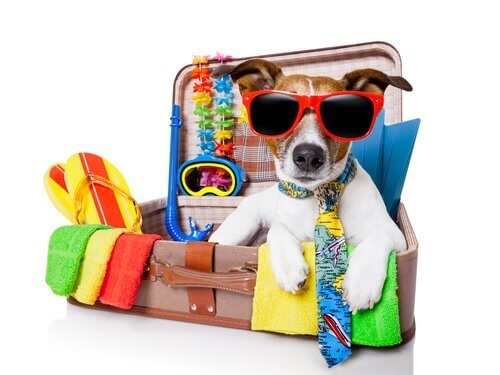 valizin içindeki köpek