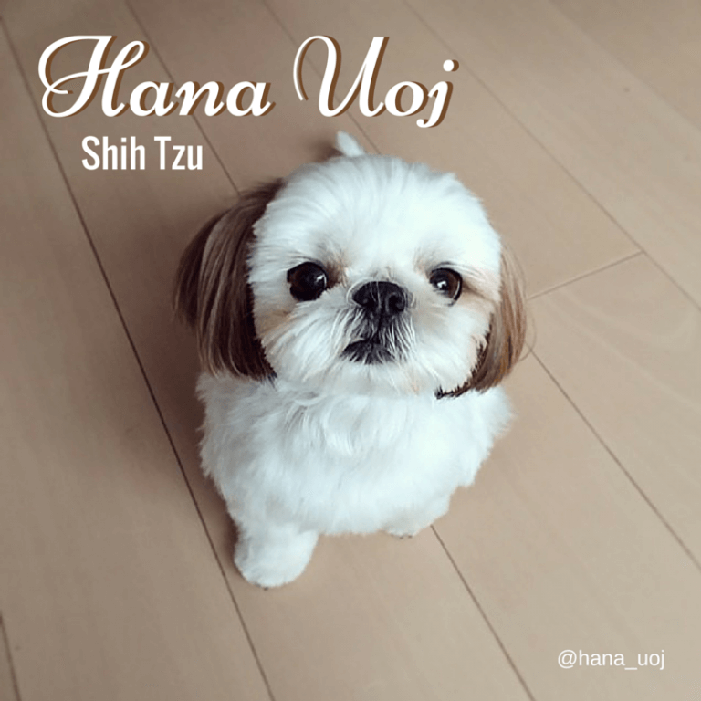 hana uoj instagram