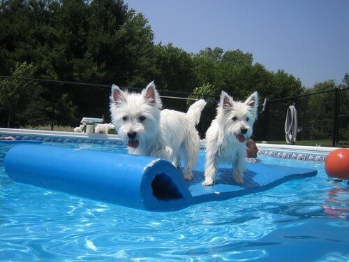 havuzun ortasındaki iki köpek