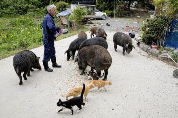 Fukushima'daki Hayvanların Koruyucusu