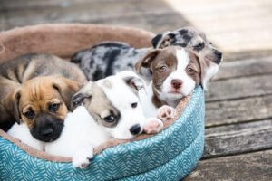 Yavru Köpekler: Bu Instagram Hesaplarını Takip Edin!