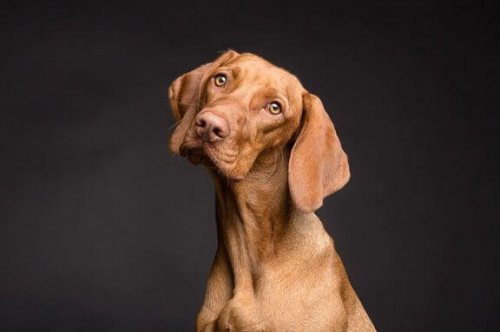 Beslenme Şekli Köpeğinizin Cildini Nasıl Etkiler?