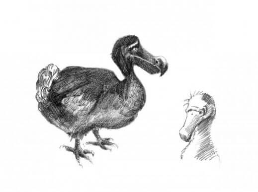 kara kalem dodo kuşu çizimi