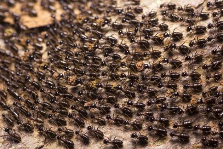 karınca ordusu