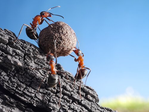 Karıncalar Hakkında Bazı İlginç Bilgiler