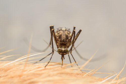 zika virüsü hastalığı