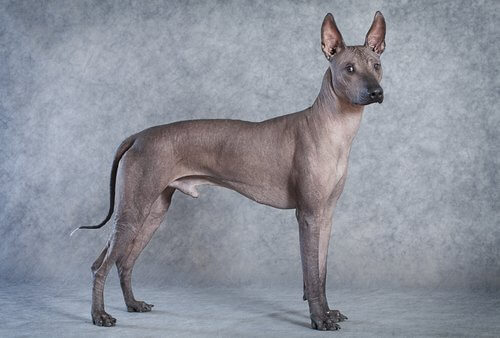 Frida Kahlo'nun köpeği