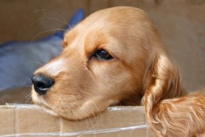 Köpeklerde Burun Kanaması Neden Olur?