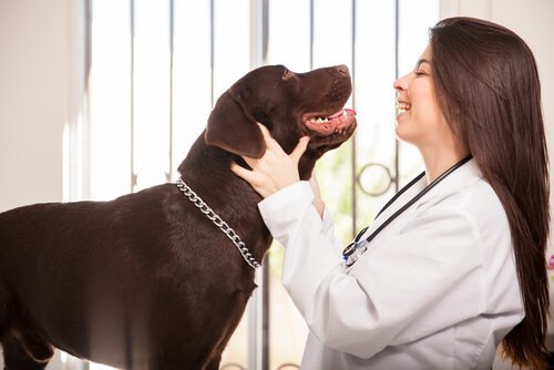 köpekler için diş teli taktırmak