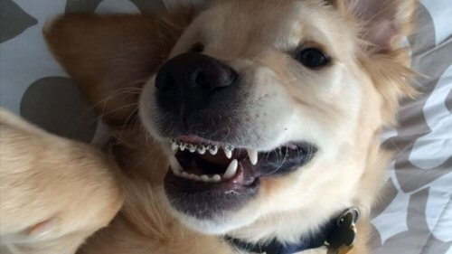 Köpekler İçin Diş Teli Taktırmak Mümkün!