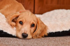 Köpeklerde Kusma: Uyarılar ve Tedavi