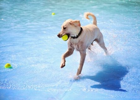 ağzında top havuz kenarındaki köpek