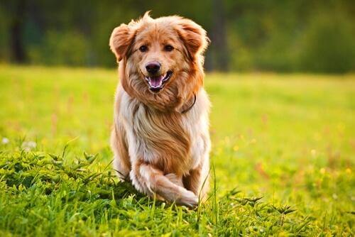 koşan golden retriever