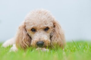 Küçük Köpekler Dünyayı Ele Geçirecek