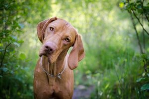 Köpeğinizin Kan Grubunu Bilmek Çok Önemli!