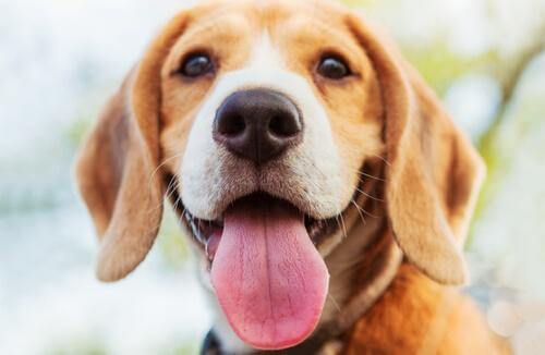 mutlu yavru köpek