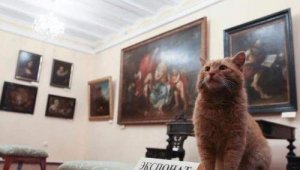Müze Bekçisi Olan Kedi ile Tanışın