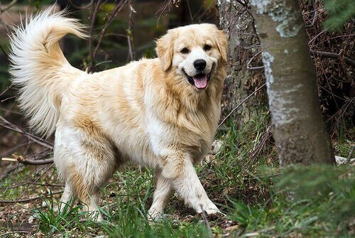 ormandaki golden retriever