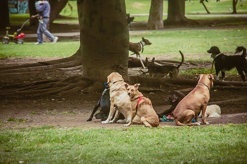 parkta köpekler fotoğrafı