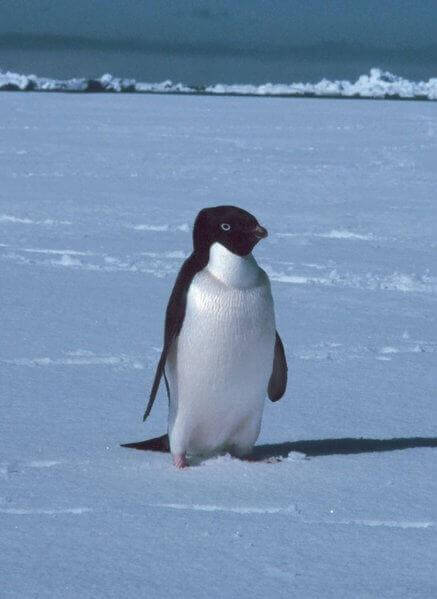 buzların üstünde bir penguen