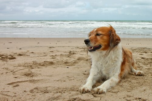 plajda oturan köpek