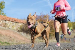 Canicross Sporu Tam Olarak Nedir?