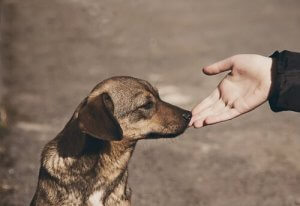 Tanımadığınız Bir Köpeğe Nasıl Yaklaşılır?