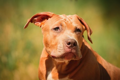 arkaplanda çim ve pitbull