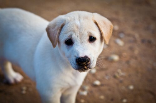 terk edilmiş yavru köpek