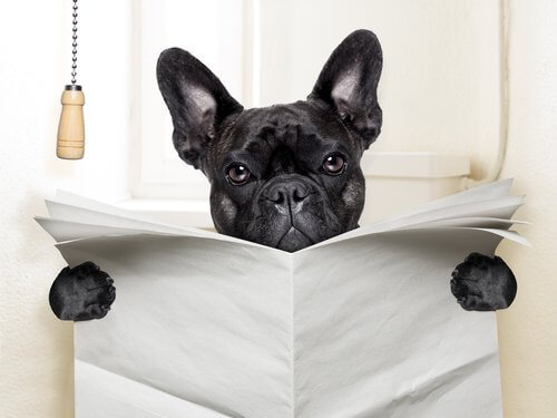 tuvalette oturan french bulldog