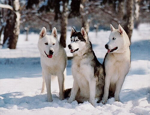 karlar arasındaki üç köpek