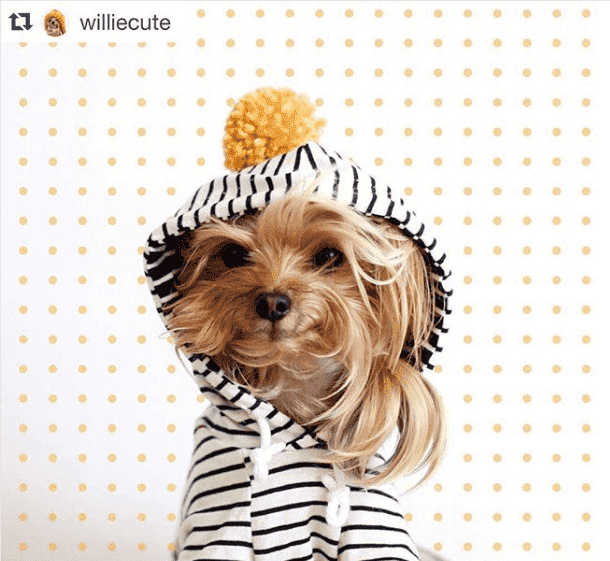 tatlı willie instagram sayfası