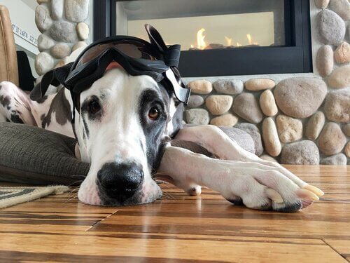 minderde yatan dalmaçyalı