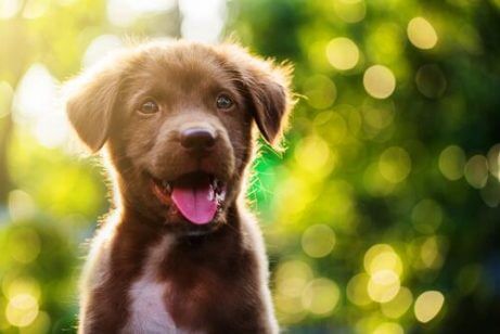 dili dışarıda kahverengi köpek